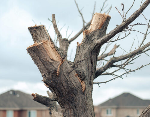Pratiques à éviter pour l’entretien des arbres: protégez vos végétaux… et votre environnement