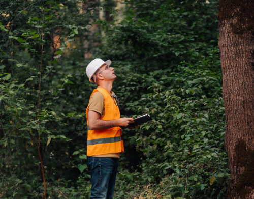 Les arboriculteurs : des alliés essentiels pour la préservation de nos arbres