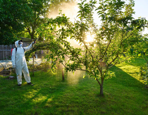 L’arboriculteur, l’expert qui prend soin des arbres