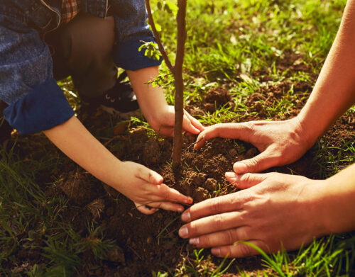 Savez-vous planter un arbre?