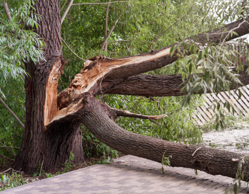 Risques liés aux arbres : comment protéger votre patrimoine arboricole