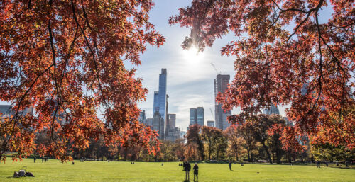 L’importance et la valeur des arbres en milieu urbain