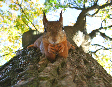 Your tree: the best Airbnb for local wildlife